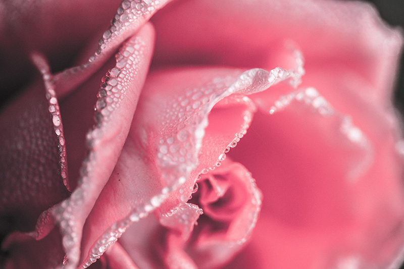 Alfombra vinílica de rosa para comedor - TenVinilo