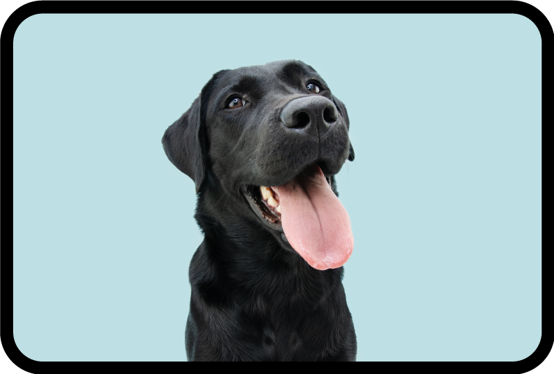Alfombra vinílica animales perro labrador negro - TenVinilo