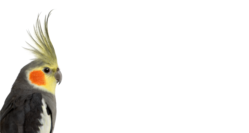 Aflombra vinílica animales Loro cacatúa - TenVinilo