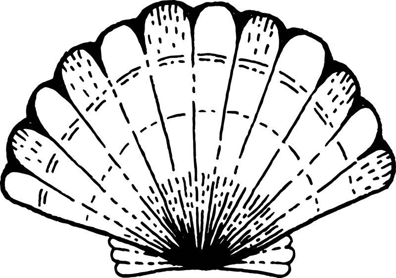 Aflombra vinílica animales Concha - TenVinilo