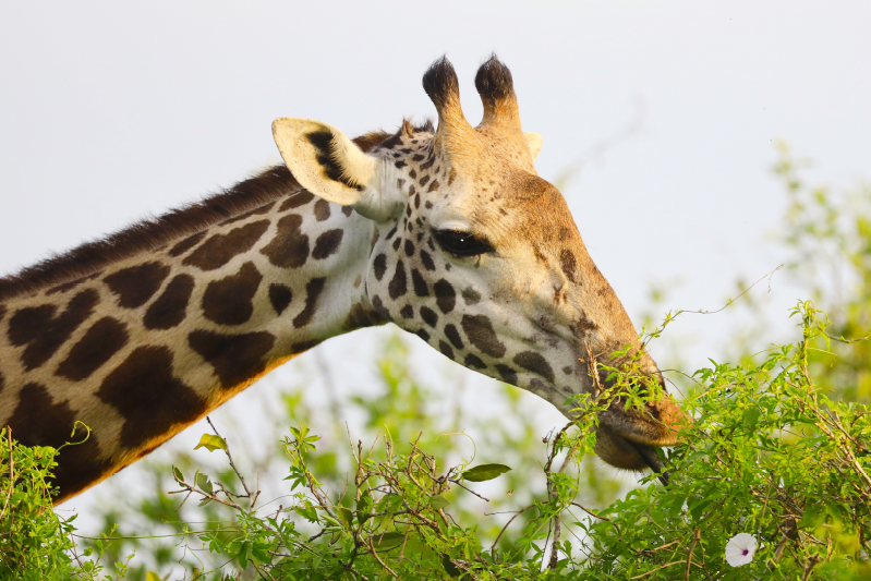 Alfombra vinílica animales jirafa comiendo verduras - TenVinilo