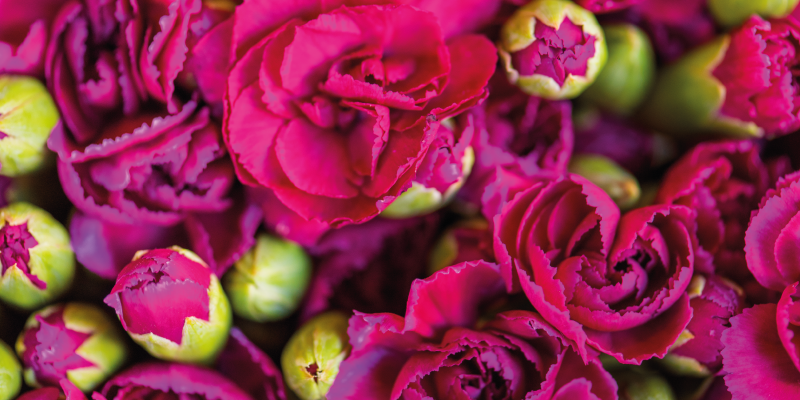 Alfombra vinílica flores flores radiantes - TenVinilo