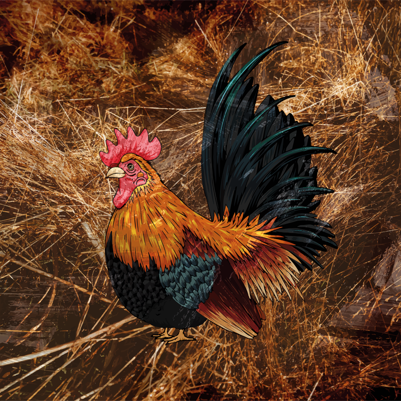 Alfombra vinilo cuadrada Gallo dibujado en paja - TenVinilo