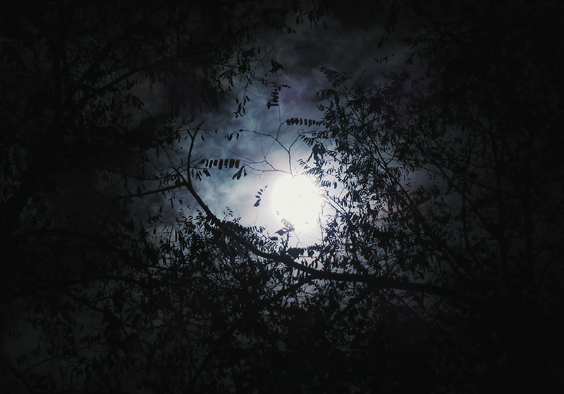 Alfombra vinílica naturaleza bosque lunar inquietante - TenVinilo